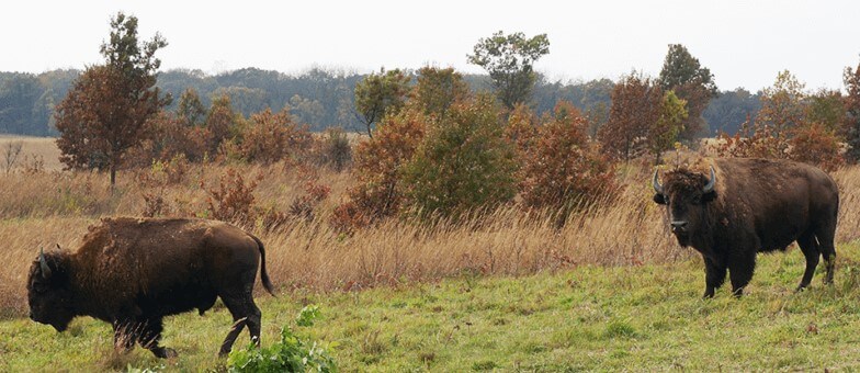 buffalo 