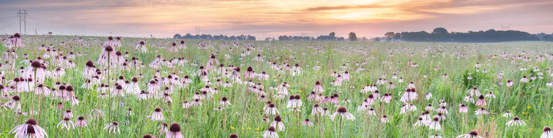 Description of image