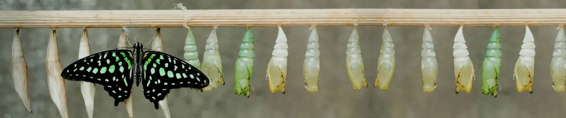 Description of image