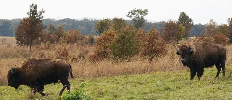 buffalo 